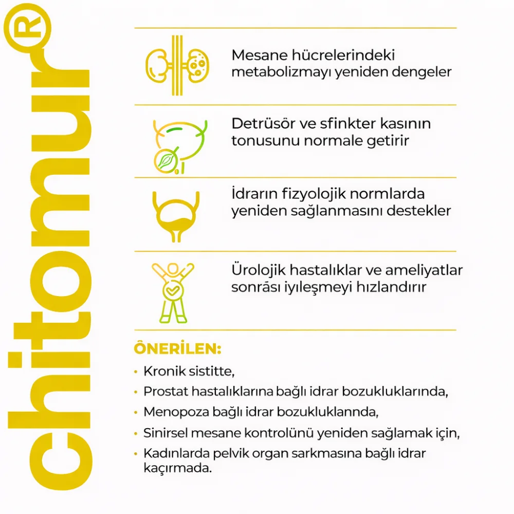 Chitomur A-12 Lingual Mesane Peptidi
